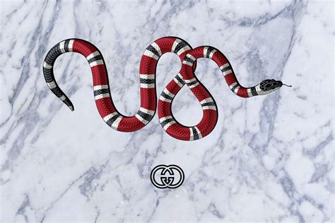 gucci snake supreme wallpaper|gucci snake background.